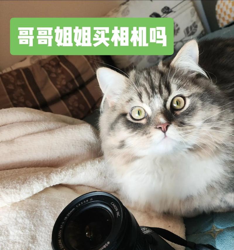 佳能550D拍照表现如何？（探索佳能550D相机的图像质量和功能特点）