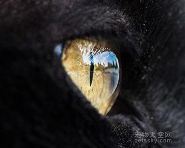 黑狗品种威?黑狗品相