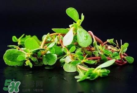 蚂蚱菜孕妇可以吃吗?蚂蚱菜的功效与作用 蚂蚱菜孕妇可以吃吗?蚂蚱菜的功效与作用