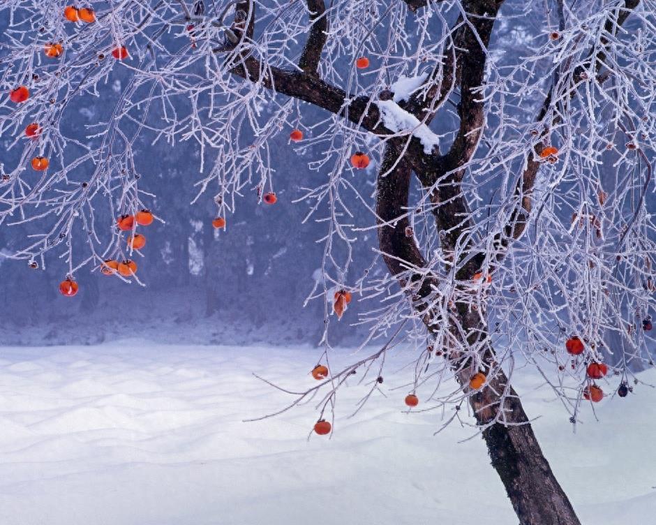 真实美景:唯美的雪景高清图集