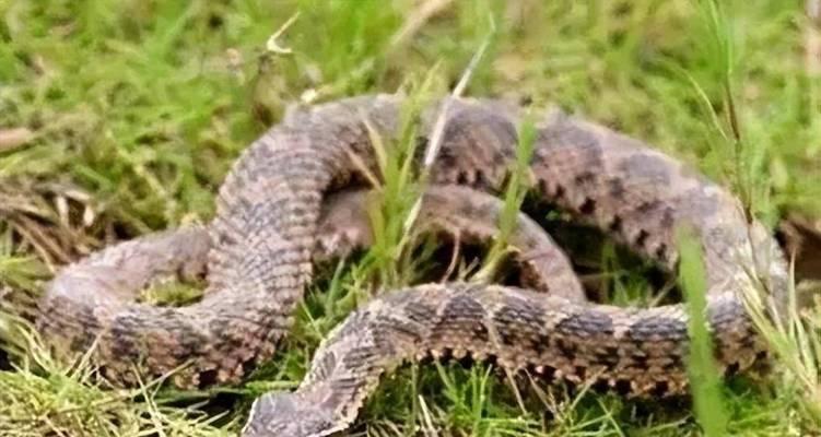 蟒蛇(探索世界最大蛇类的奇妙之旅)