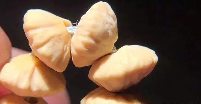 “金叶莲花菩提”,有人叫它钱串子,是一种颜值颇高的冷门文玩