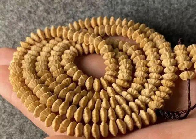 “金叶莲花菩提”,有人叫它钱串子,是一种颜值颇高的冷门文玩