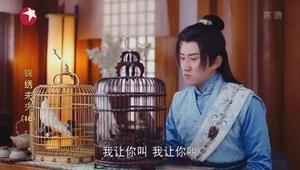 看过这些鹦鹉,你就知道李未央为何会留下“小樱”了