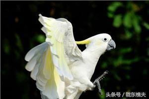 看过这些鹦鹉,你就知道李未央为何会留下“小樱”了
