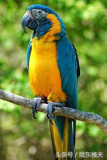 看过这些鹦鹉,你就知道李未央为何会留下“小樱”了