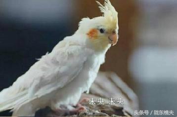 看过这些鹦鹉,你就知道李未央为何会留下“小樱”了