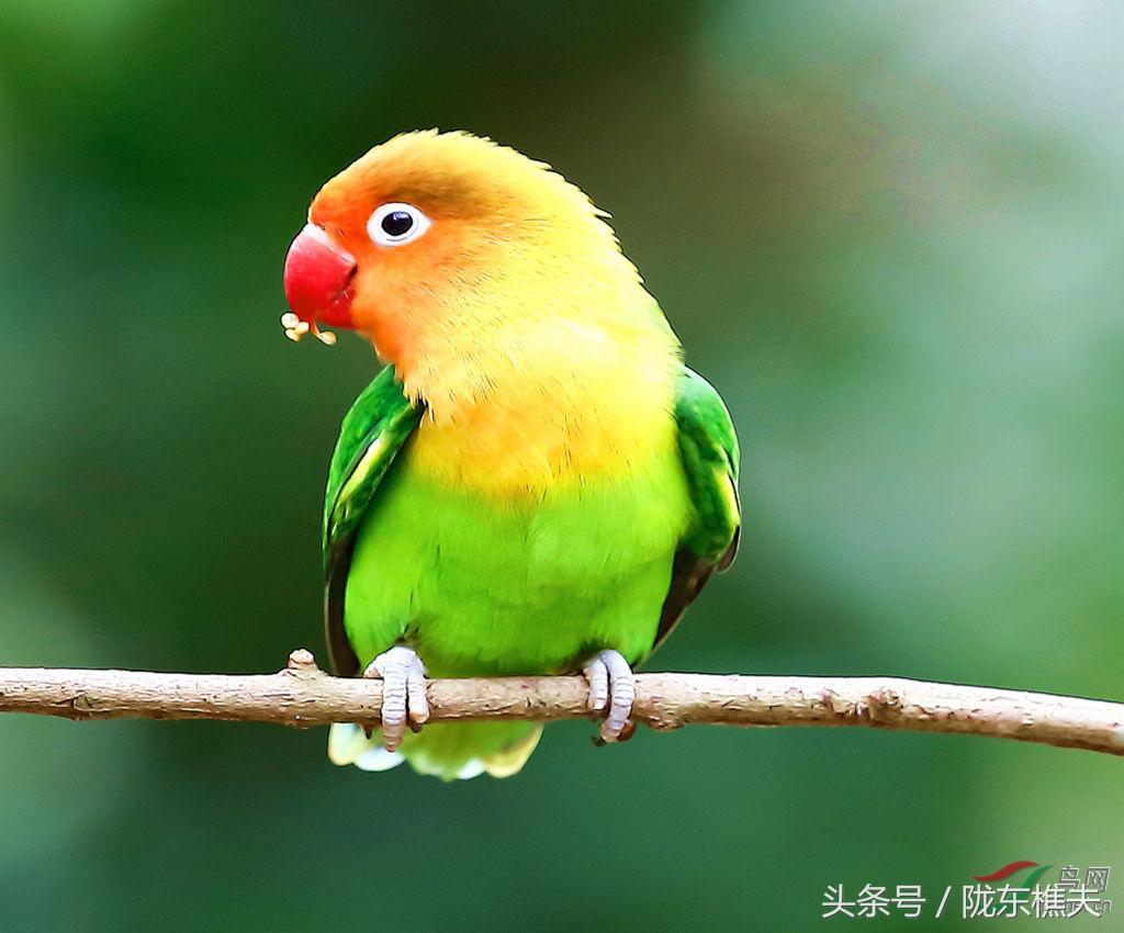 看过这些鹦鹉,你就知道李未央为何会留下“小樱”了