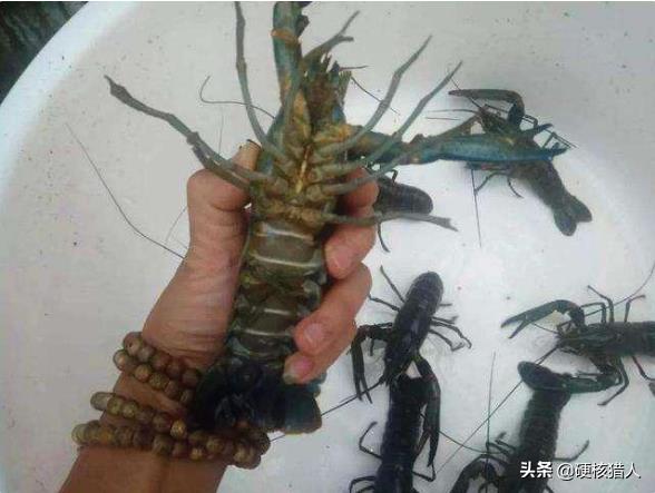小龙虾“近亲”想要入侵中国?肉质更鲜嫩,吃货:看来教训不太够