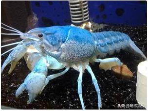 小龙虾“近亲”想要入侵中国?肉质更鲜嫩,吃货:看来教训不太够