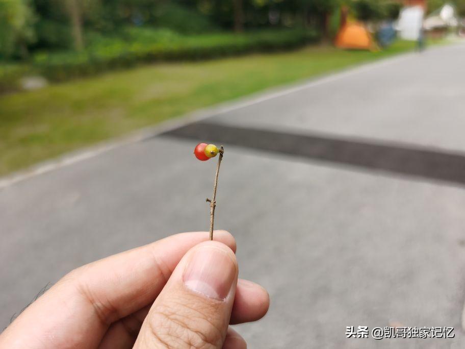 南通啬园-好似没落的公园,但是依然如小家碧玉般存在,你来过吗
