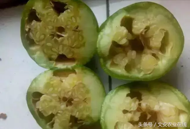 看图识病害!这些都是甜瓜细菌性果腐病