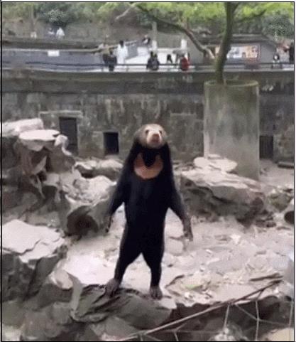 中国动物园的一头马来熊火爆全球!国外网友:它到底是熊还是人?