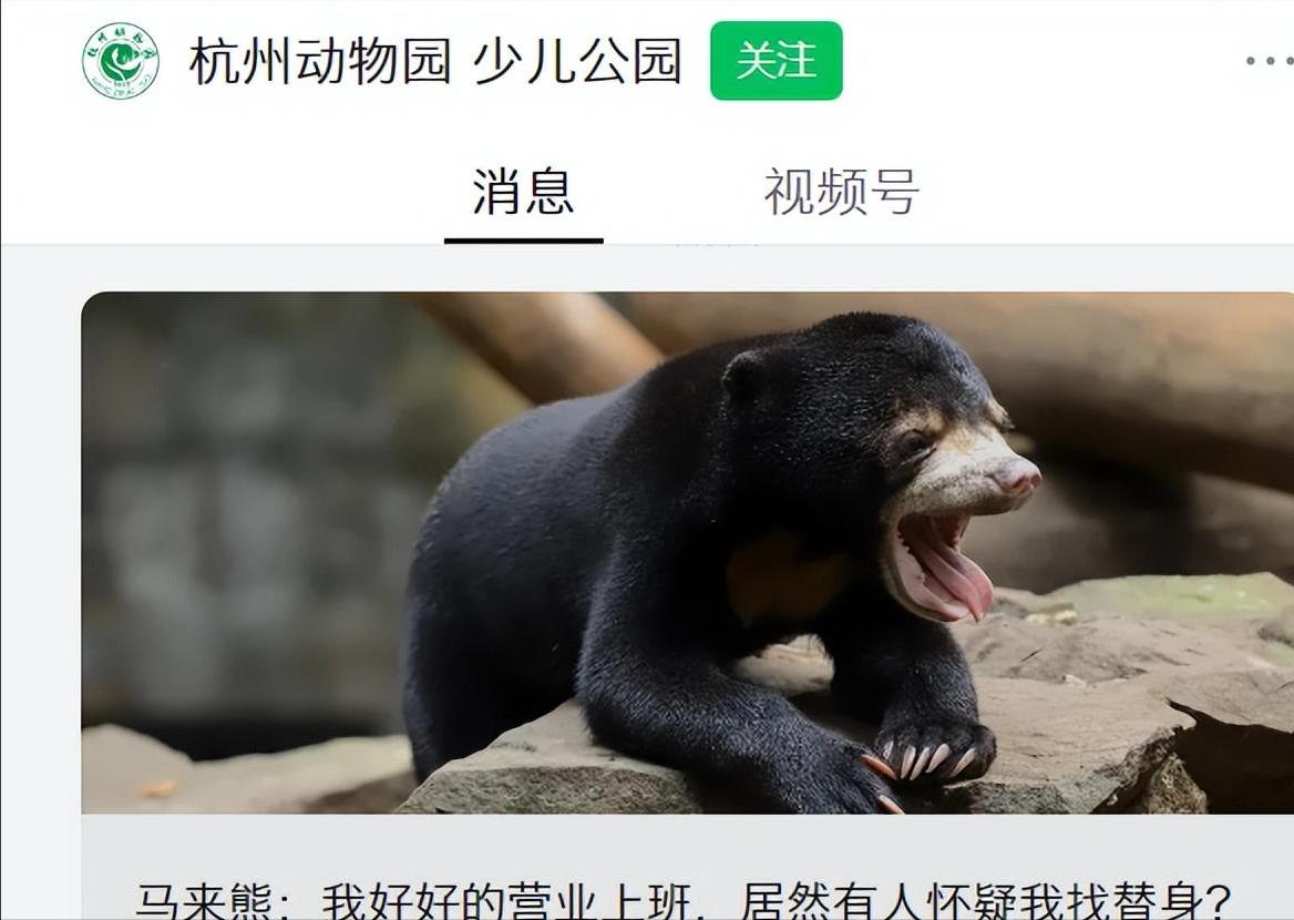 中国动物园的一头马来熊火爆全球!国外网友:它到底是熊还是人?