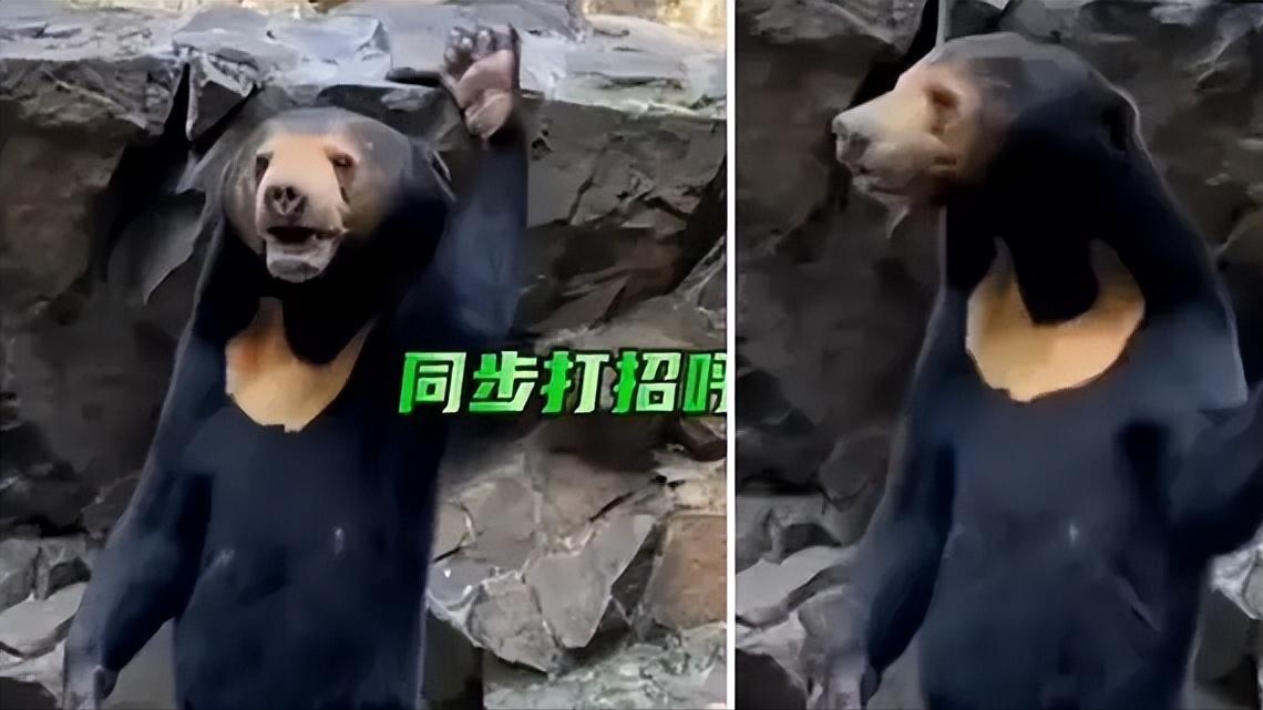 中国动物园的一头马来熊火爆全球!国外网友:它到底是熊还是人?