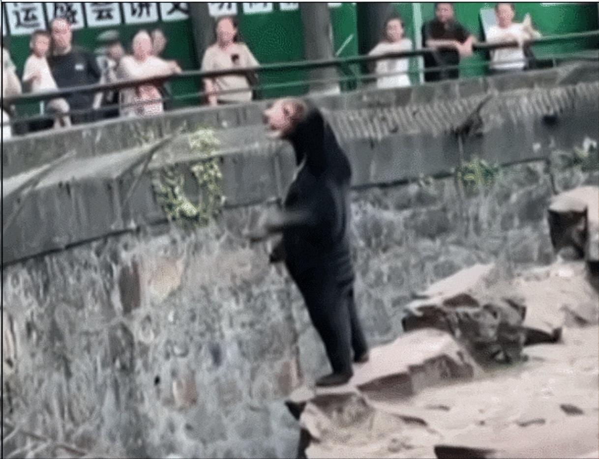 中国动物园的一头马来熊火爆全球!国外网友:它到底是熊还是人?
