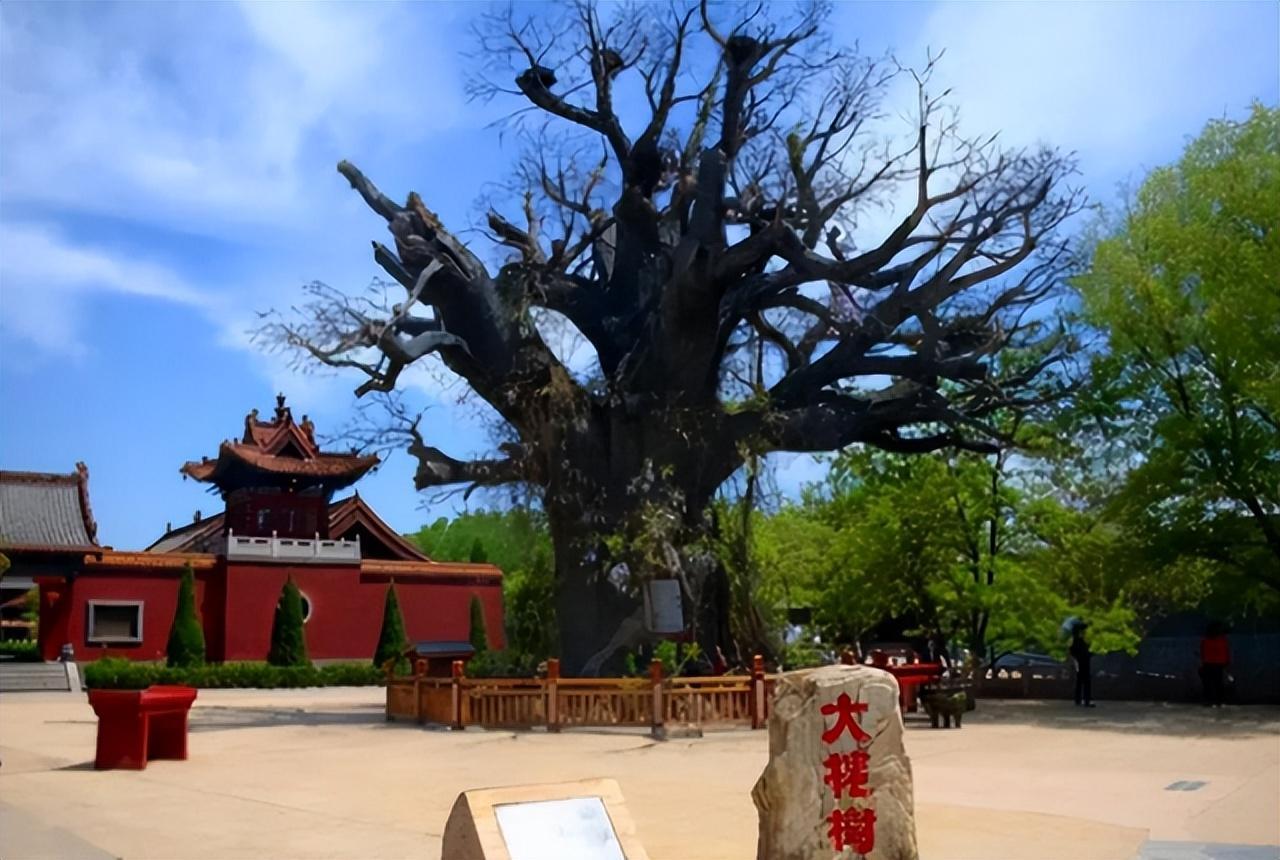 小脚趾指甲分成两瓣的人,到底是什么来历?你的指甲是这样吗?