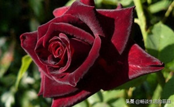 拥有特别香味的10种月季花推荐给大家