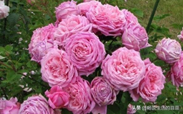 拥有特别香味的10种月季花推荐给大家