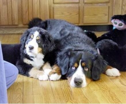 曾经称霸东北的猎犬,如今数量不足千条:鄂伦春犬的确很美