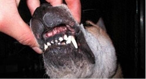 曾经称霸东北的猎犬,如今数量不足千条:鄂伦春犬的确很美