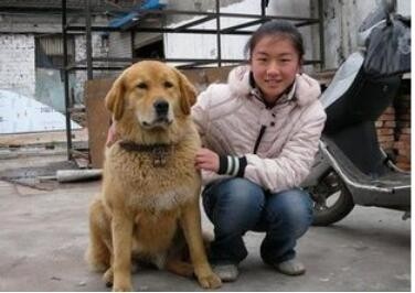 曾经称霸东北的猎犬,如今数量不足千条:鄂伦春犬的确很美