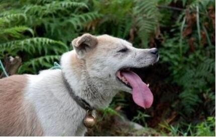 曾经称霸东北的猎犬,如今数量不足千条:鄂伦春犬的确很美