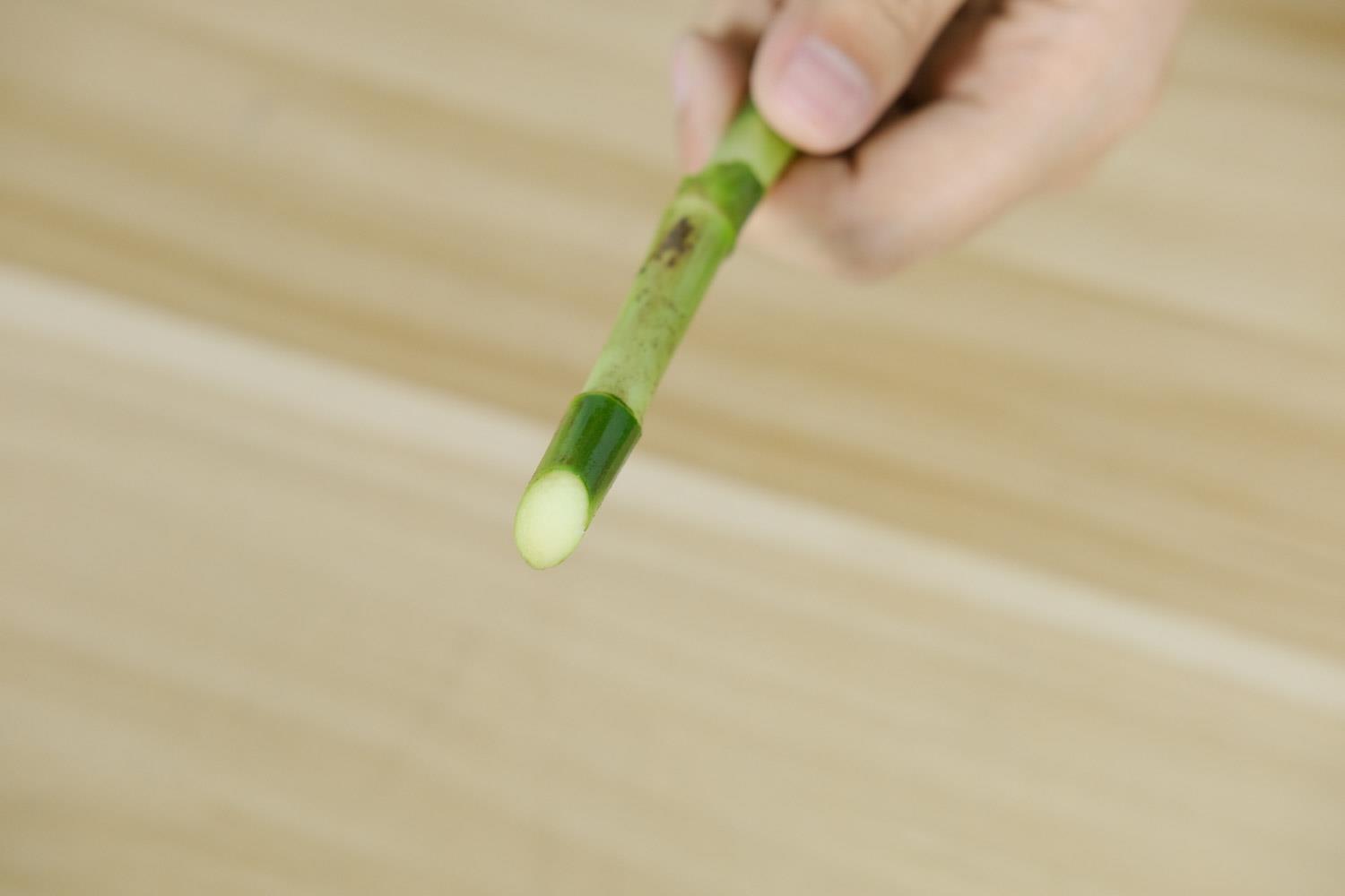 富贵竹 富贵竹的品种有哪些