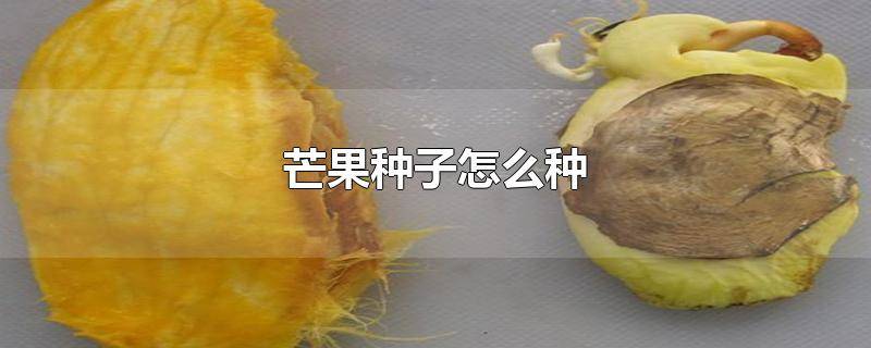 种的芒果种子长的树能结果吗 芒果种子怎么种出盆栽的