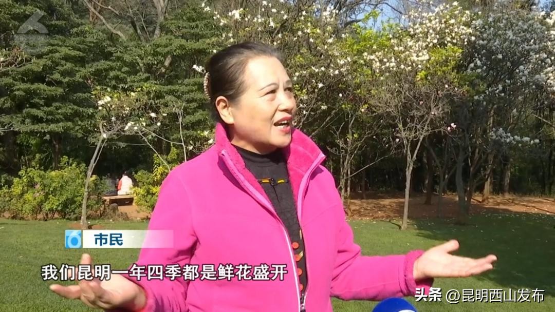 春日浪漫指南:西山玉兰园,一场不可错过的花漾盛宴,花期将尽速来观赏~