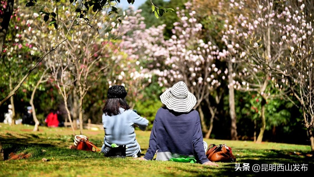 春日浪漫指南:西山玉兰园,一场不可错过的花漾盛宴,花期将尽速来观赏~