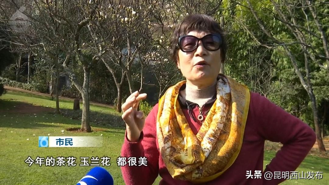 春日浪漫指南:西山玉兰园,一场不可错过的花漾盛宴,花期将尽速来观赏~
