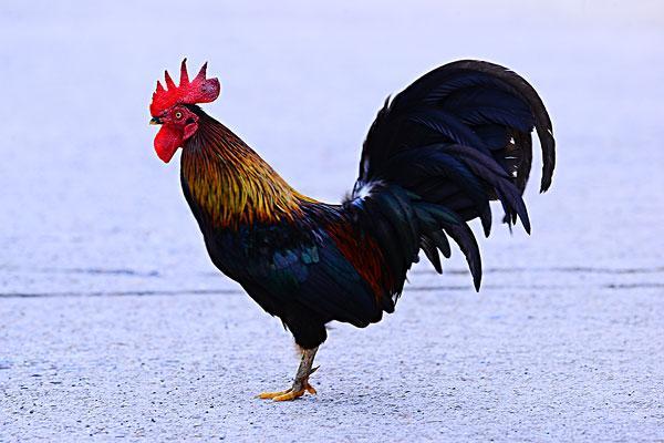 最有灵性的五种宠物,你最想养哪个?