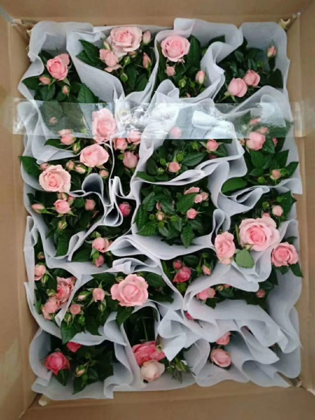 这两种花美丽耐冷又好养,称为开花机器,让你家阳台成为花海