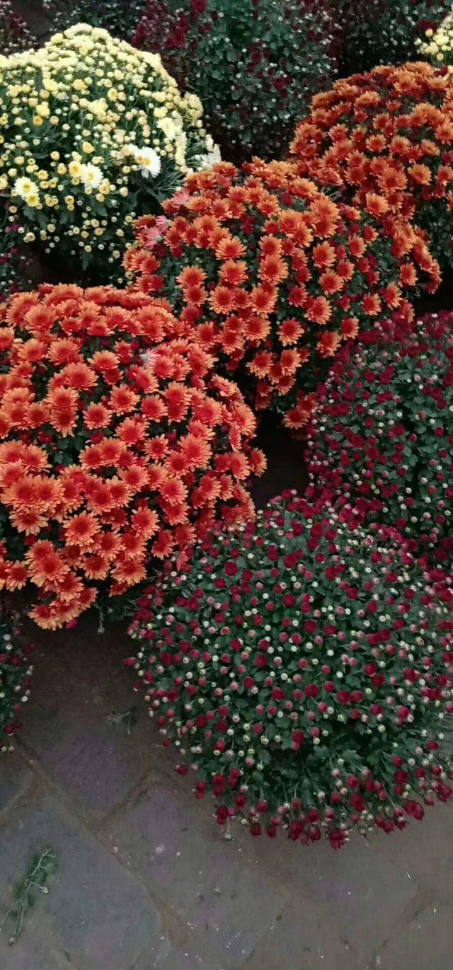 这两种花美丽耐冷又好养,称为开花机器,让你家阳台成为花海