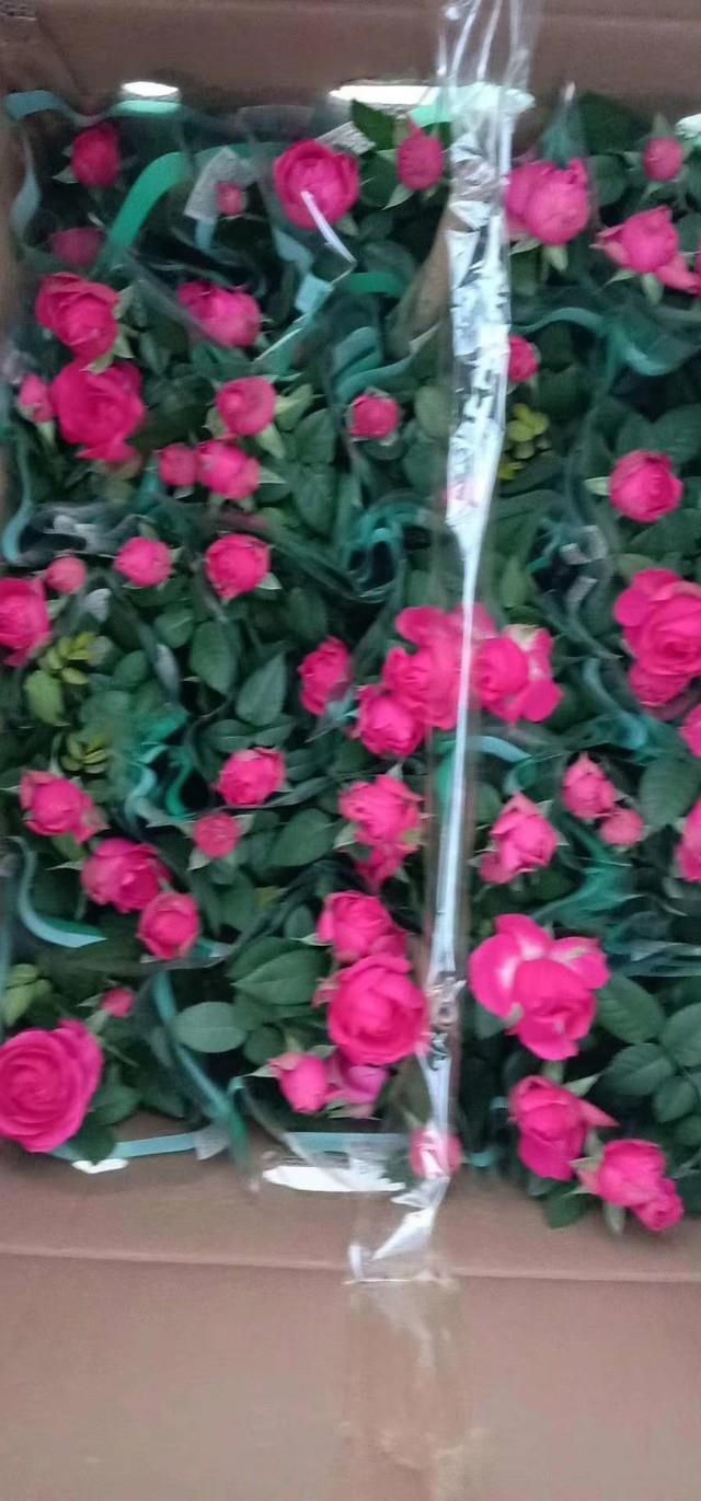 这两种花美丽耐冷又好养,称为开花机器,让你家阳台成为花海