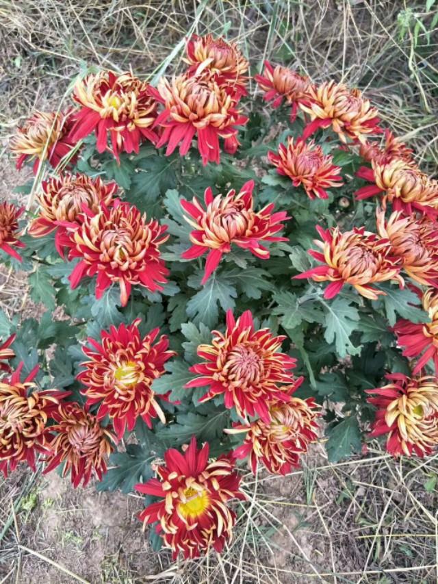 这两种花美丽耐冷又好养,称为开花机器,让你家阳台成为花海