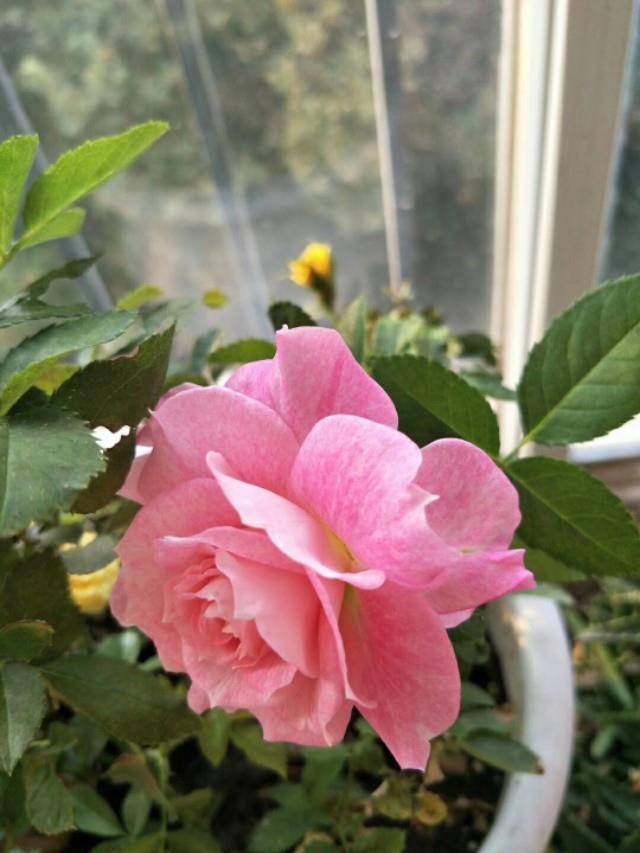 这两种花美丽耐冷又好养,称为开花机器,让你家阳台成为花海