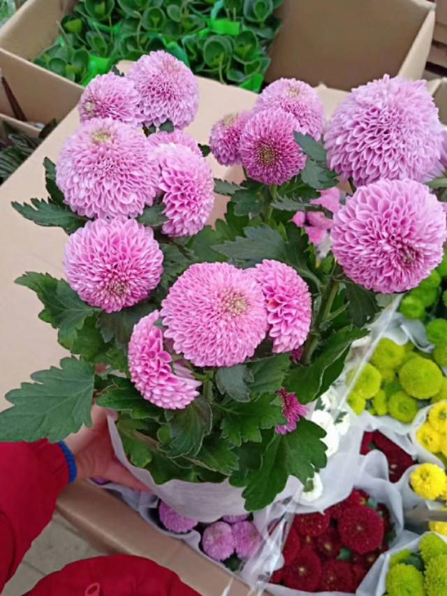 这两种花美丽耐冷又好养,称为开花机器,让你家阳台成为花海