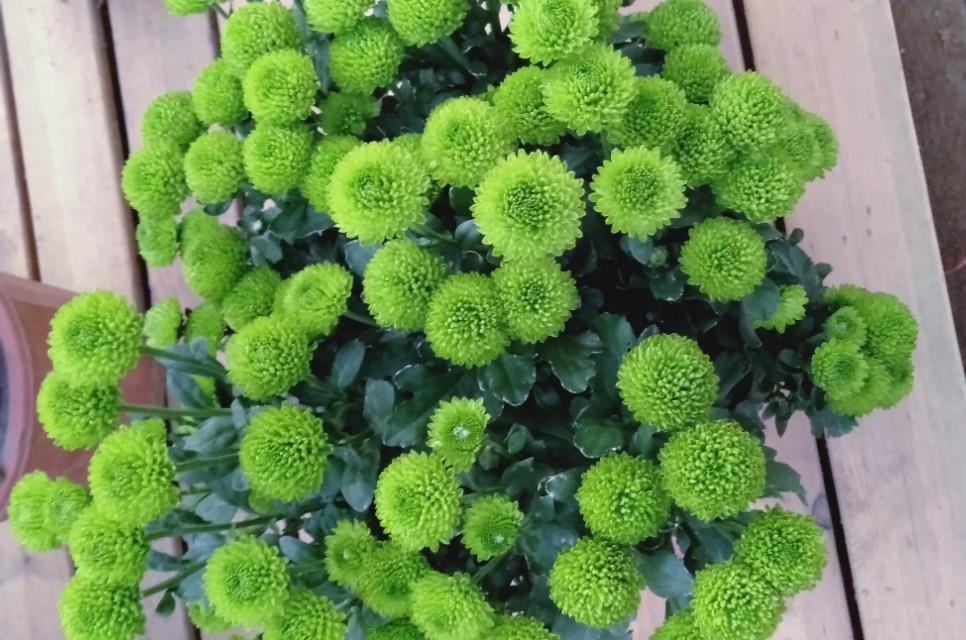 这两种花美丽耐冷又好养,称为开花机器,让你家阳台成为花海