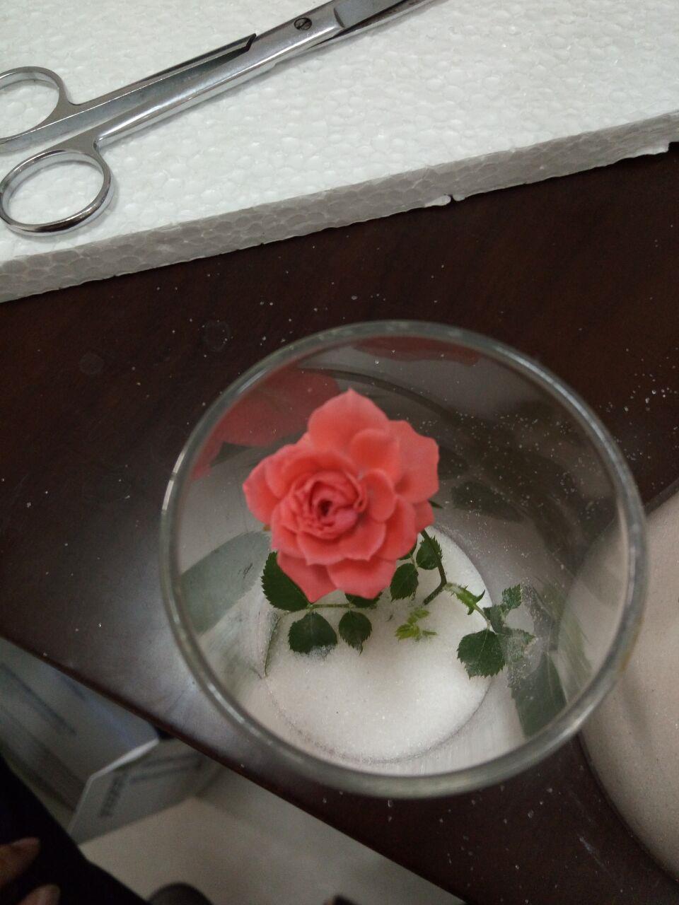 永生花的制作方法