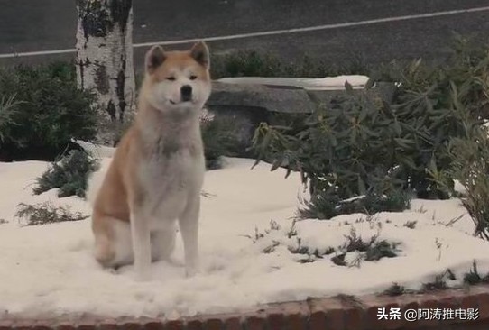 《忠犬八公的故事》