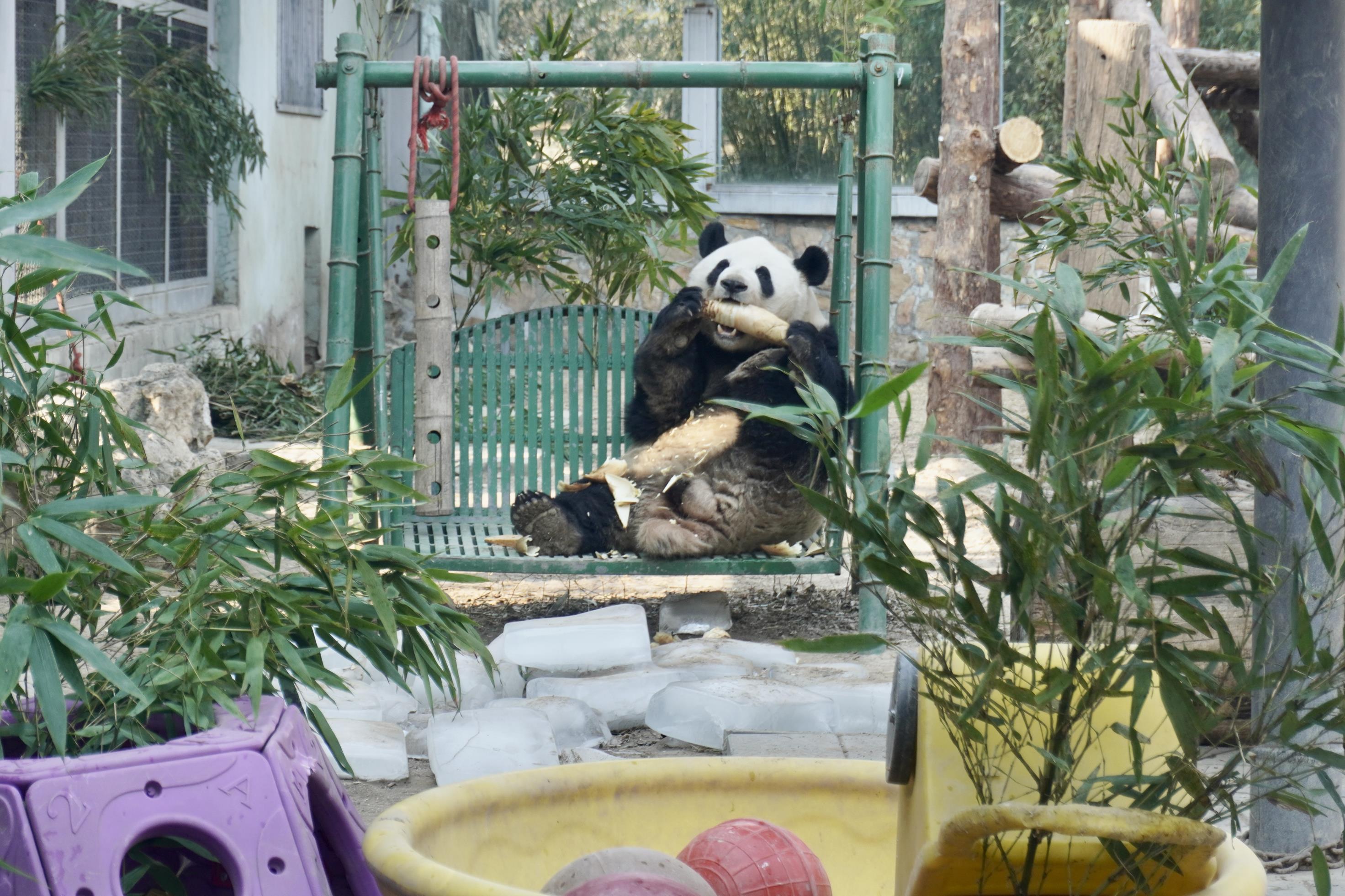 冰墩墩的原型是谁(冰墩墩的原型!来北京动物园看真熊猫)