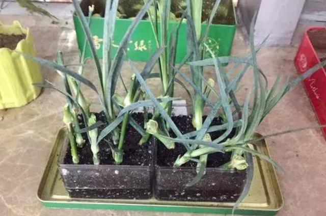 康乃馨怎样扦插繁殖?教你1个100%成活的小方法,操作简单,插上就长根