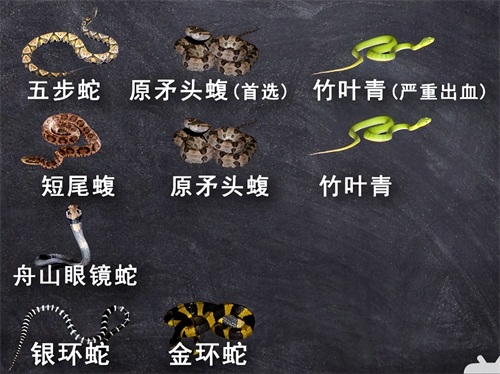 被咬后出现严重肾衰,人称“老婆改嫁蛇”,圆斑蝰到底多缺德?