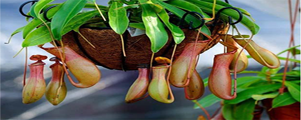 ​猪笼草的养殖方法和注意事项（养猪笼草的方法）