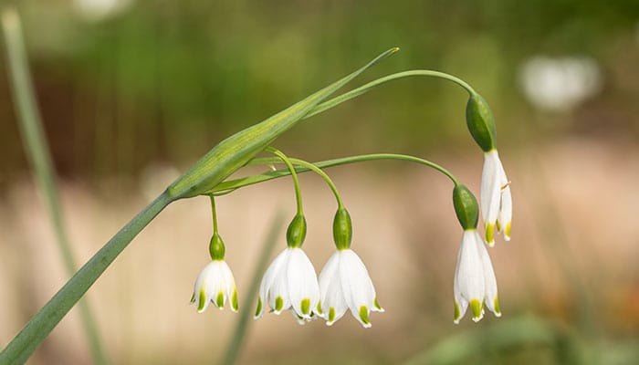 白芨2.jpg 白芨种植条件