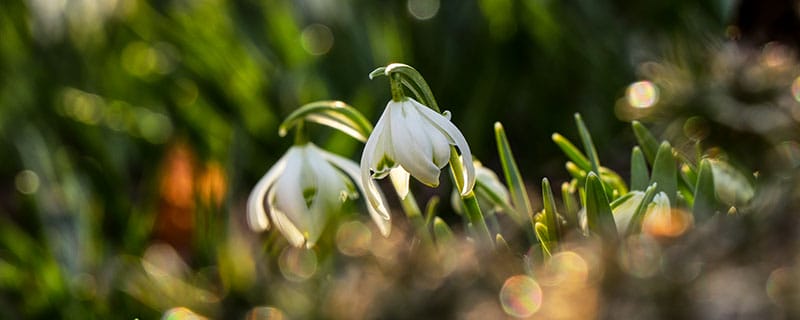 白芨1.jpg 白芨种植条件