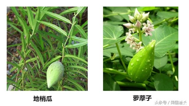 农村里最好吃的野果子(这种野果子在田野间无意成了杂草) 农村里最好吃的野果子(这种野果子在田野间无意成了杂草)
