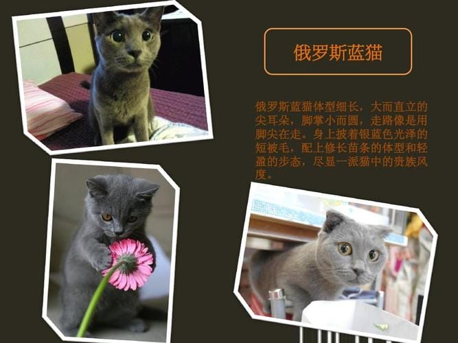 关于猫咪的资料（猫咪简介）